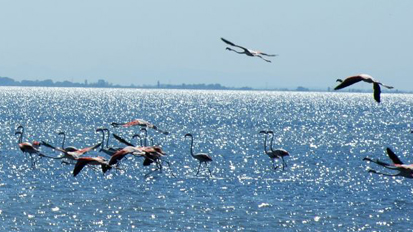 restaurant poissons camargue